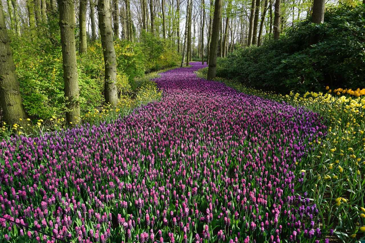 chemin de fleurs